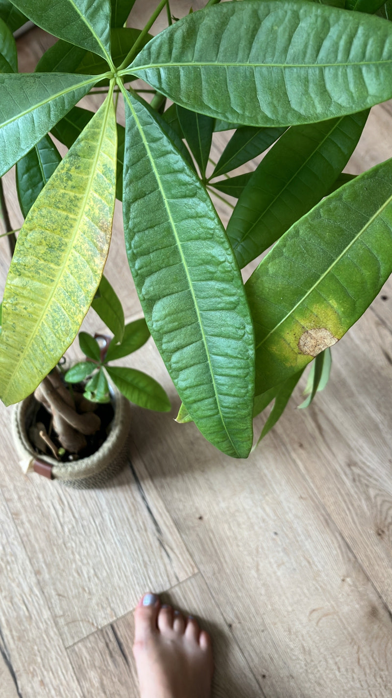 On peut voir un châtaignier de Guiane dans un pot sur un sol en bois. L'accent est mis sur les feuilles palmées typiques de la plante.