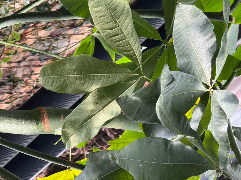 Gros plan sur les feuilles palmées et la tige verte d'un châtaignier de Guyane.