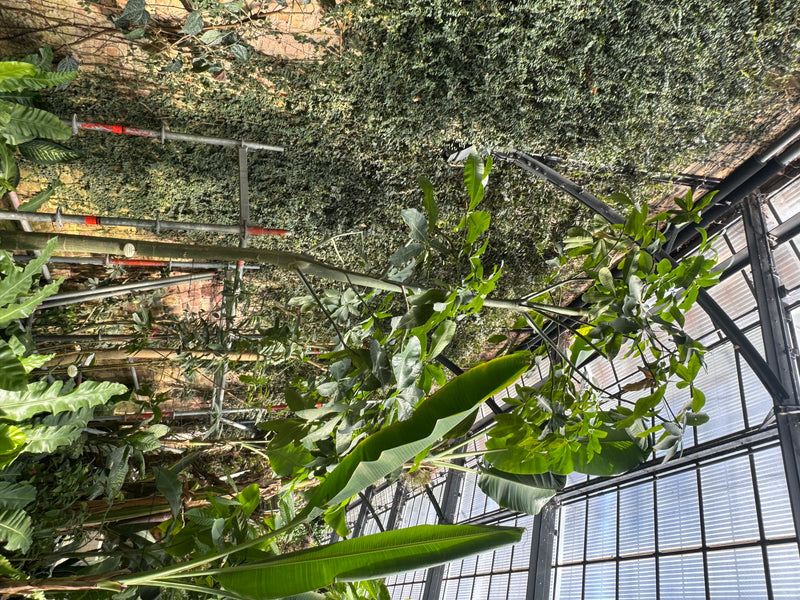 Un châtaignier de Guyane pousse avec ses feuilles caractéristiques dans une serre parmi d'autres plantes tropicales.