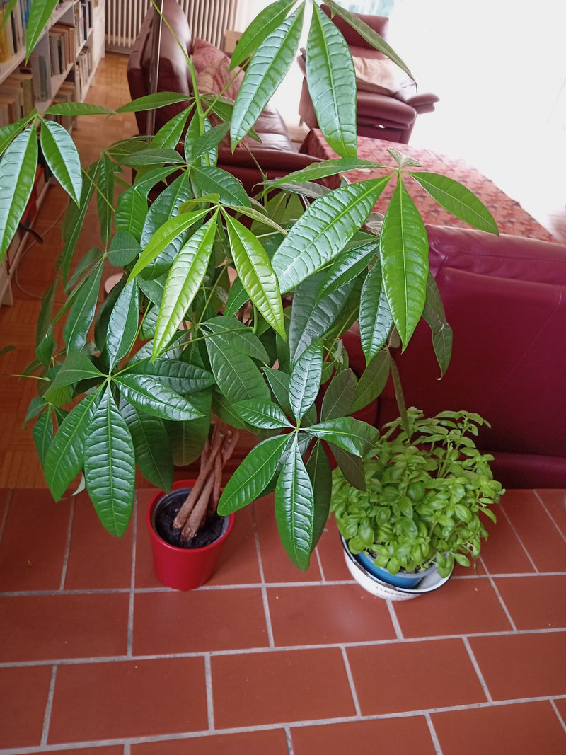 Un châtaignier de Guyane aux feuilles palmées d'un vert luisant est placé dans un pot rouge sur un sol carrelé en intérieur.