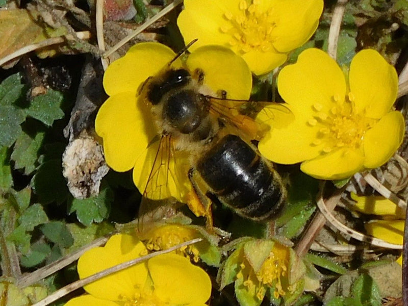 Abeille de sable brillante — Bild 1