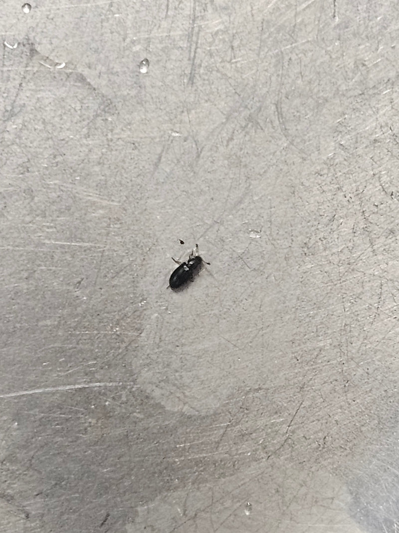 Coléoptère brillant (genre Carpophilus) — photo 1 sur 1