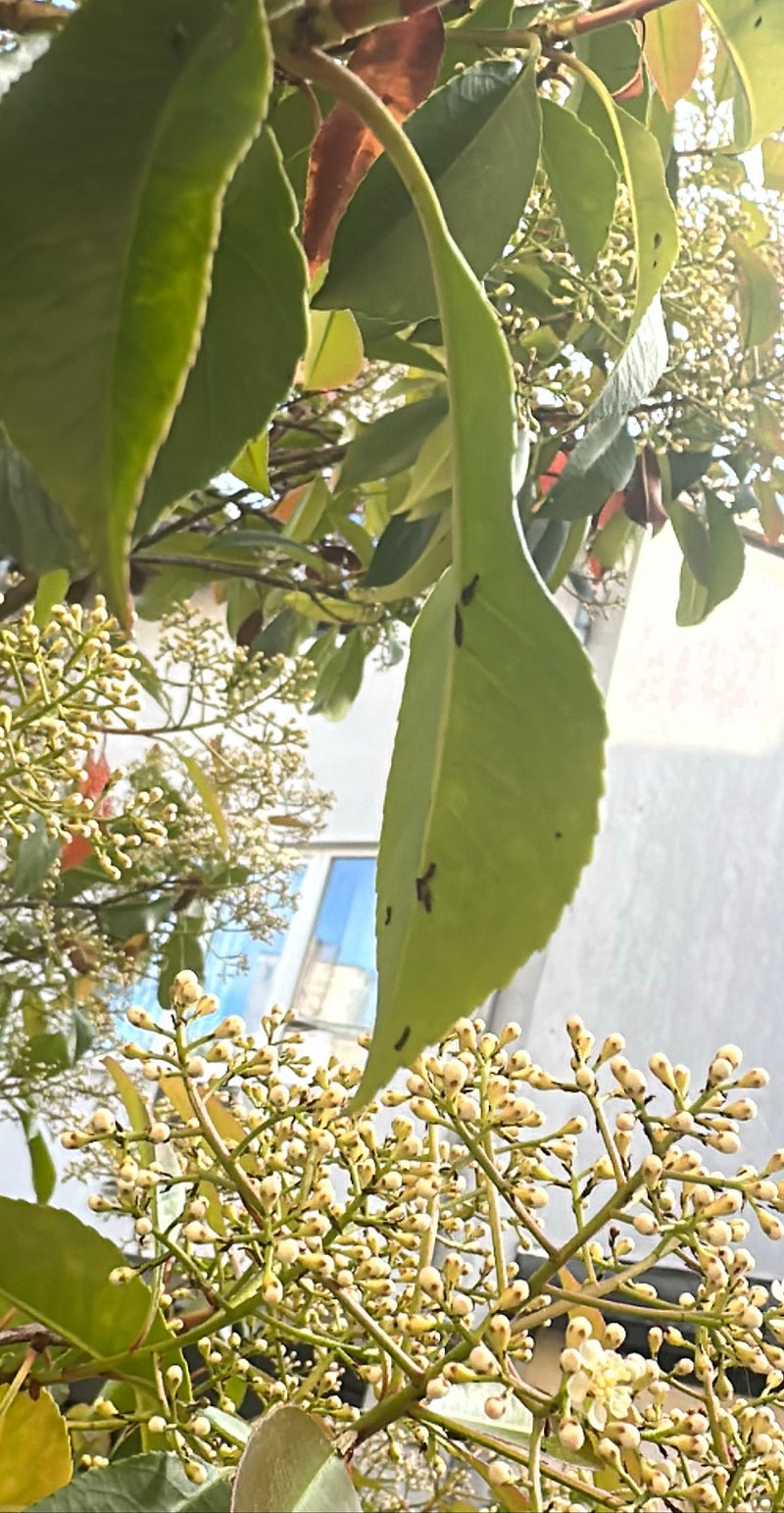 L'image montre les feuilles vertes et les bourgeons typiques d'unphotinia de Fraser. La plante se trouve dans un environnement naturel extérieur.