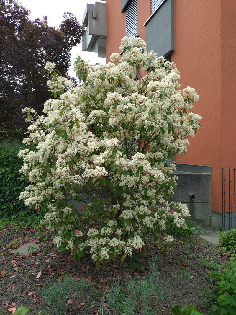 Néflier brillant — Bild 4
