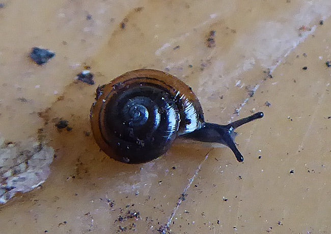 Escargot brillant — Bild 1