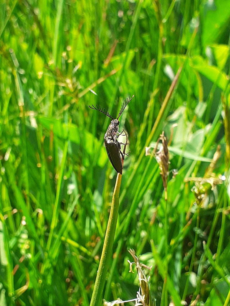 Coléoptère brillant — Bild 1