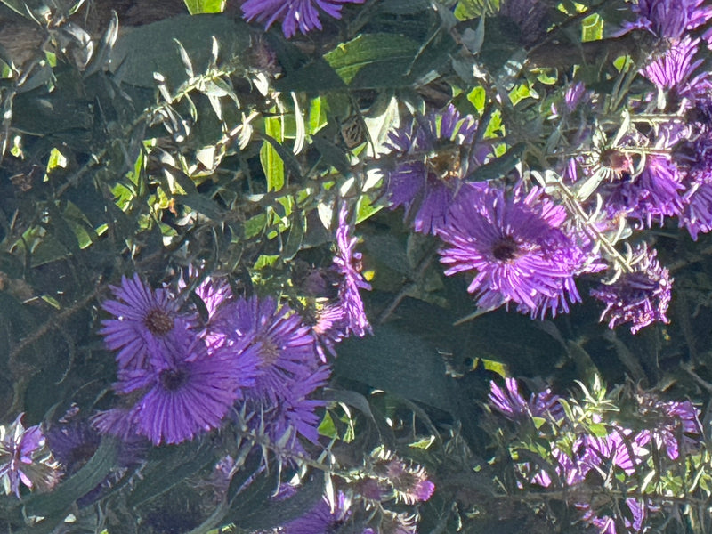 Plusieurs capitules violets d'un aster épanouis parmi le feuillage vert à la lumière du soleil.