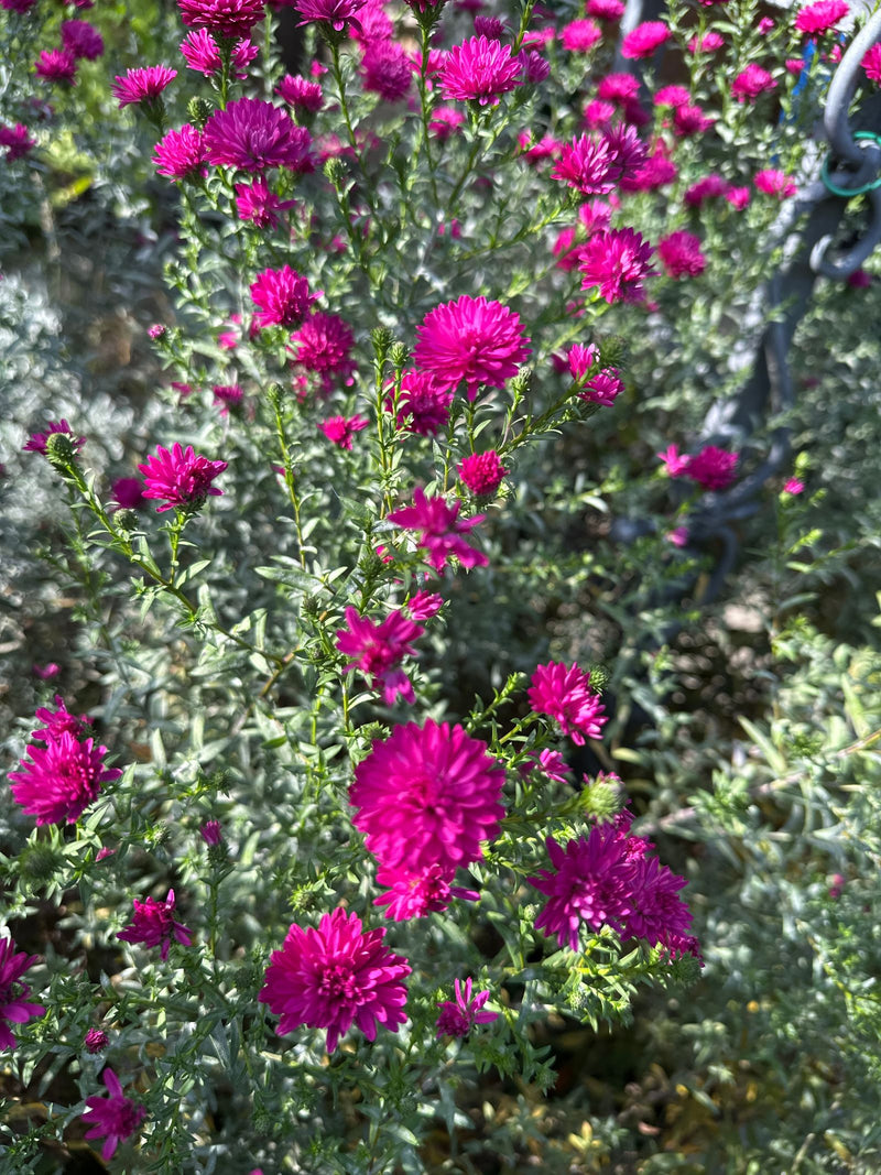 Un aster de Nouvelle-Belgique abondamment fleuri avec de nombreux capitules magenta vif et un feuillage vert.