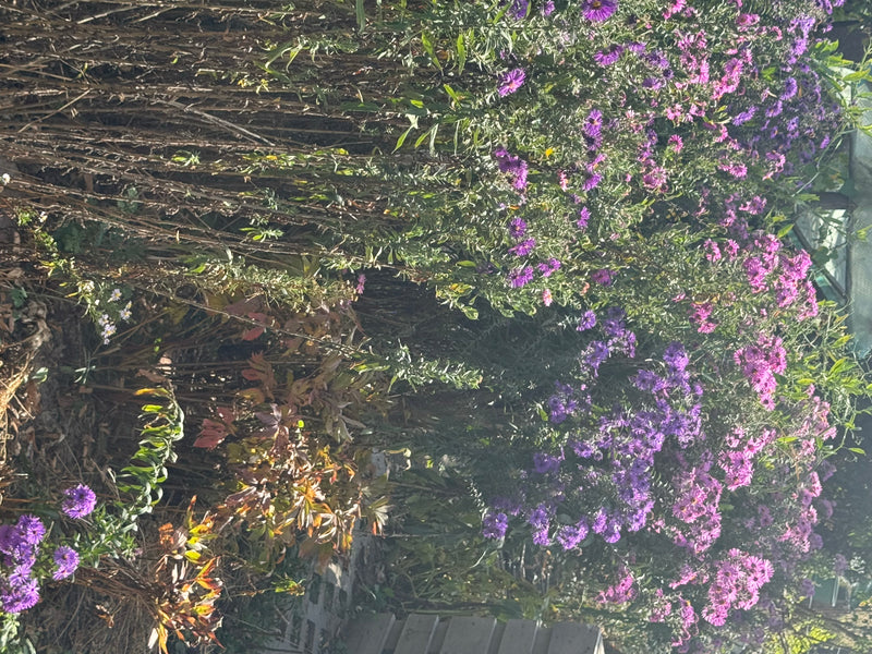 Massifs denses d'asters en fleurs avec de nombreux capitules violets et roses dans un parterre de jardin.