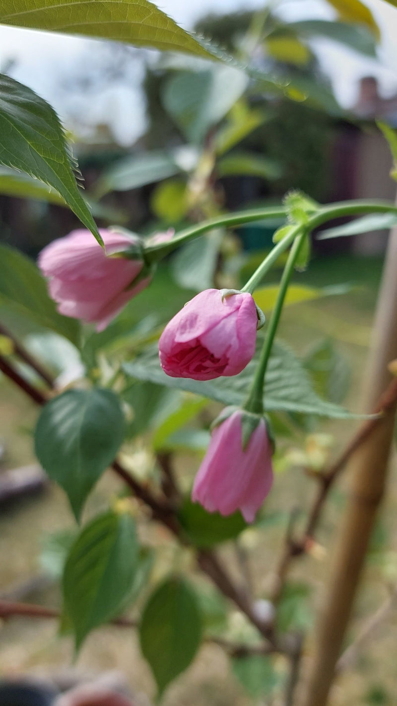Cerise — Bild 1