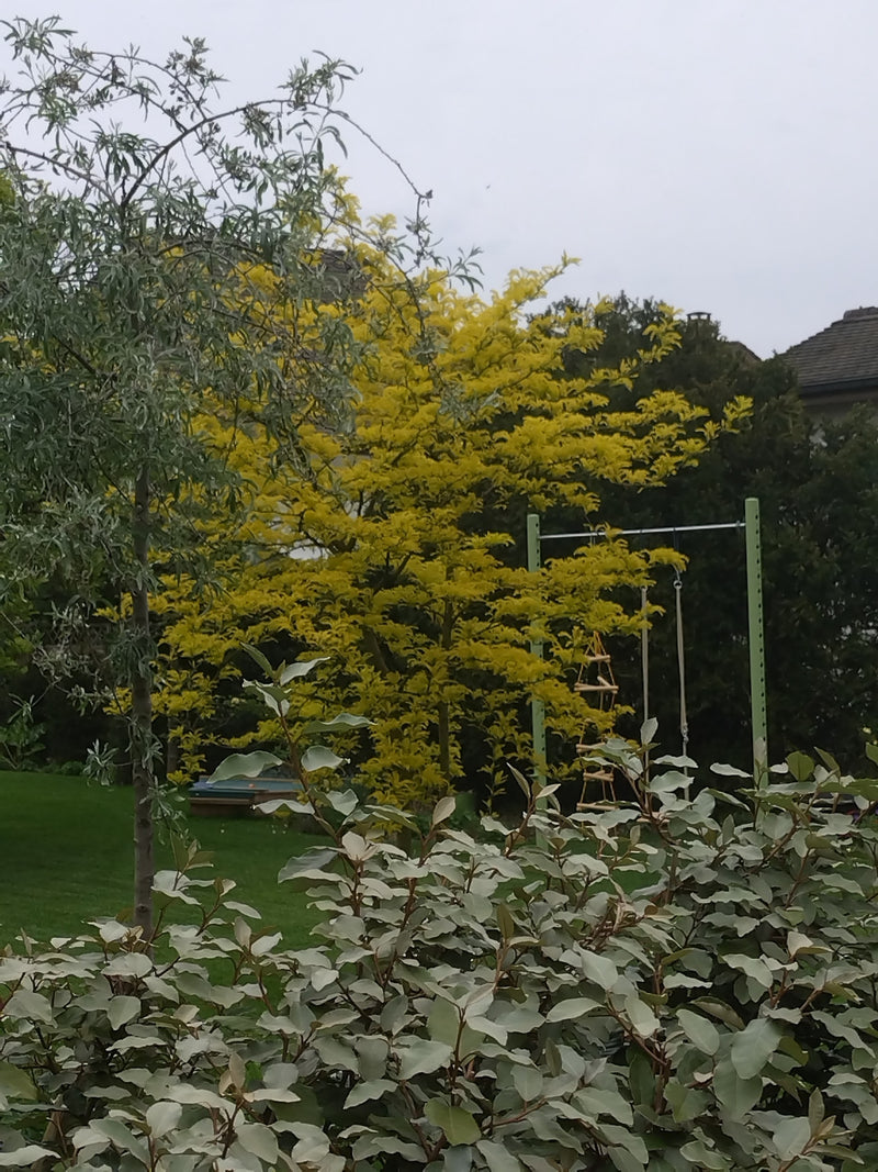 Curseur d'or — Bild 1