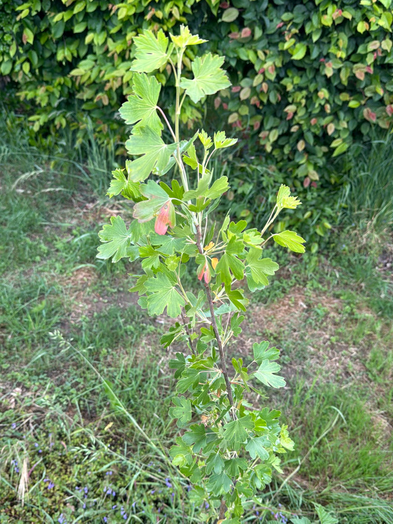 Groseille d'or — Bild 1