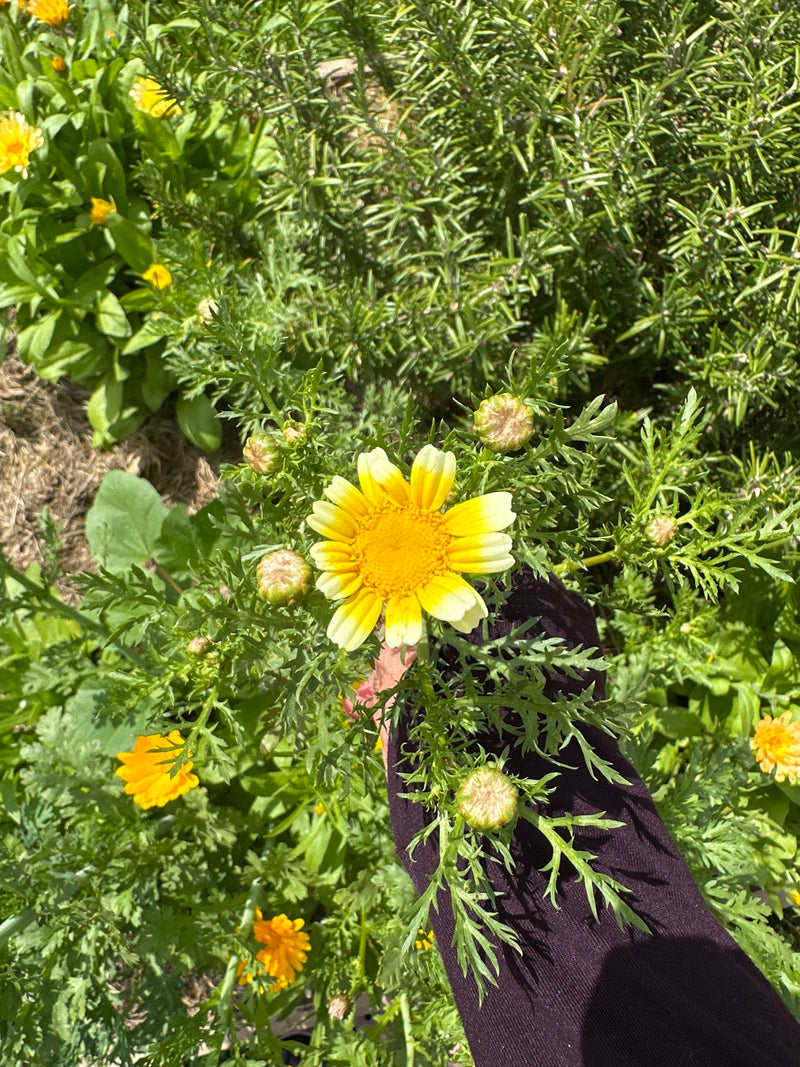 Marguerite d'or — Bild 1