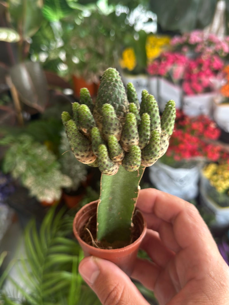 Cactus épineux doré — Bild 3
