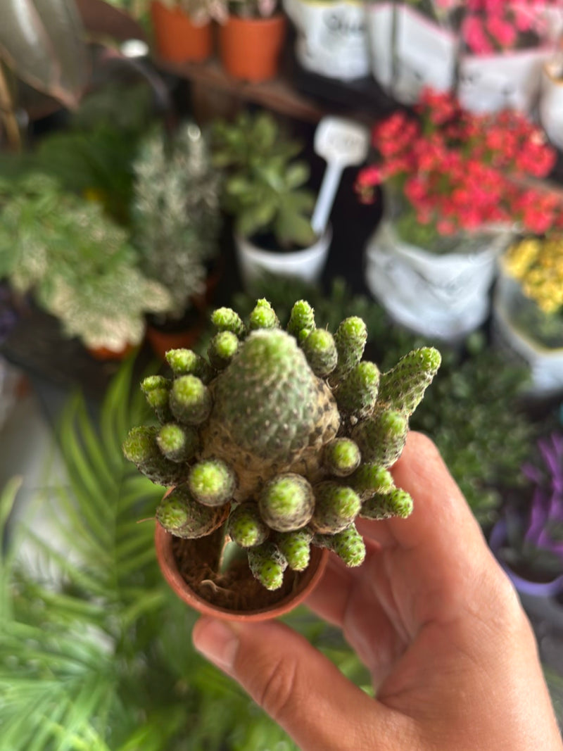 Cactus épineux doré — Bild 4