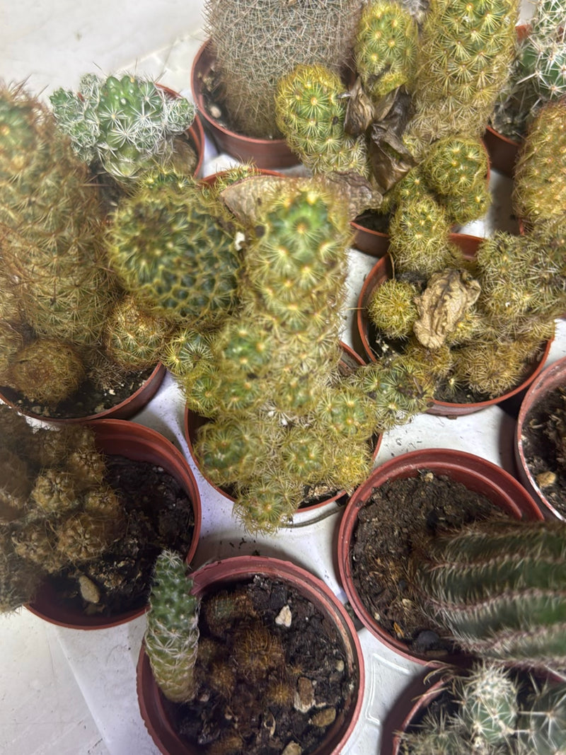 Cactus épineux doré — Bild 1