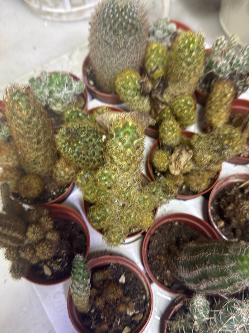 Cactus épineux doré — Bild 2