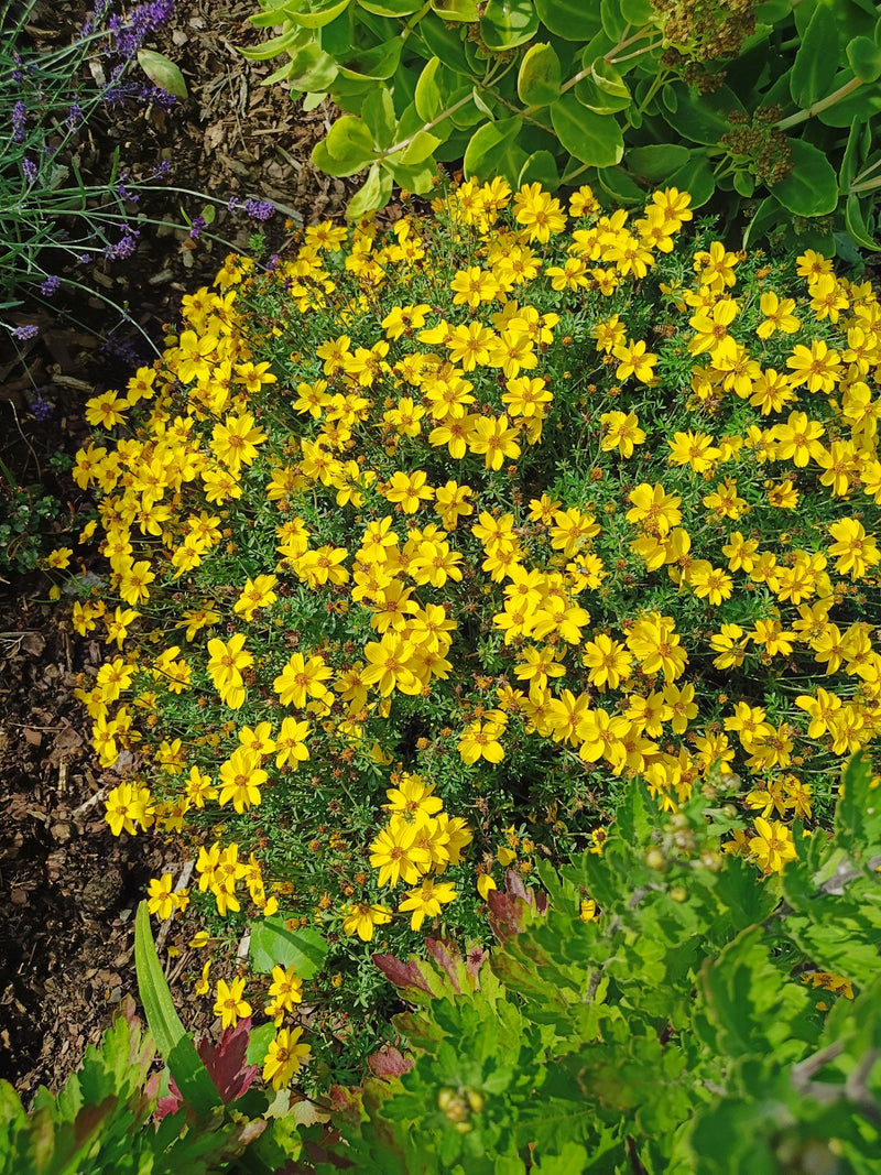 Un buisson dense de bident à feuilles férule avec de nombreuses fleurs jaune vif pousse dans un parterre.