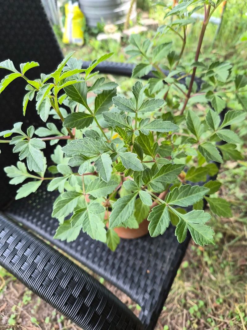 On peut voir un jeune Bidens ferulifolia dans un pot avec des feuilles vertes caractéristiques et pennées. La plante est posée sur une chaise de jardin sombre.