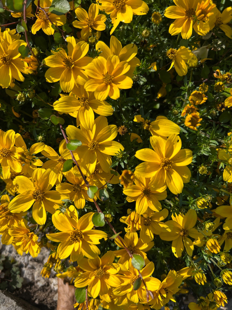 L'image montre une abondance dense de fleurs jaune vif du bident à feuilles de férula. Des feuilles vertes finement pennées encadrent l'affichage floral.
