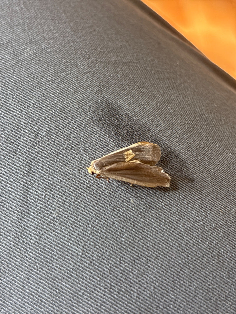 Papillon à points d'or — Bild 1