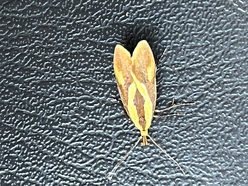 Papillon à points d'or — photo 1 sur 2