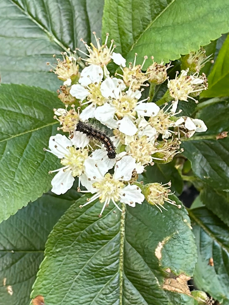 Après l'or — Bild 2