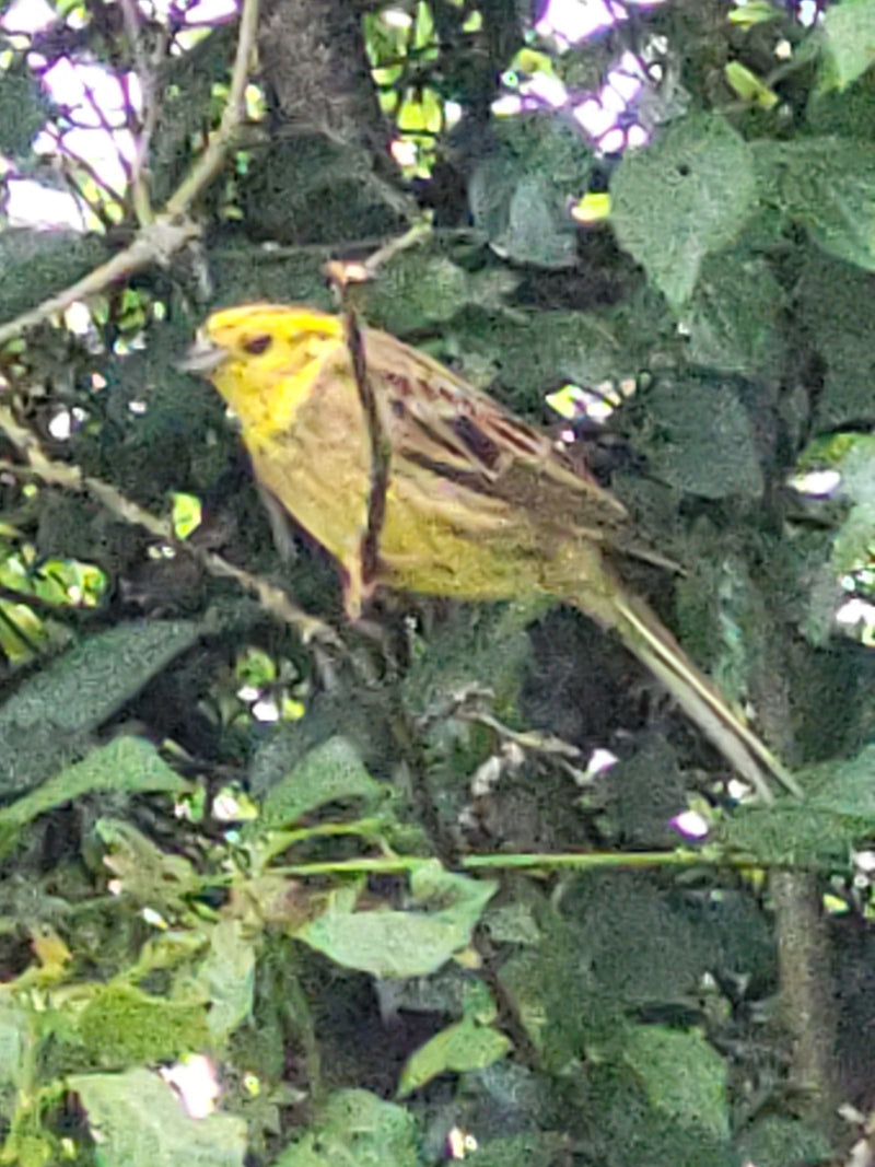 Bruant jaune — Bild 1
