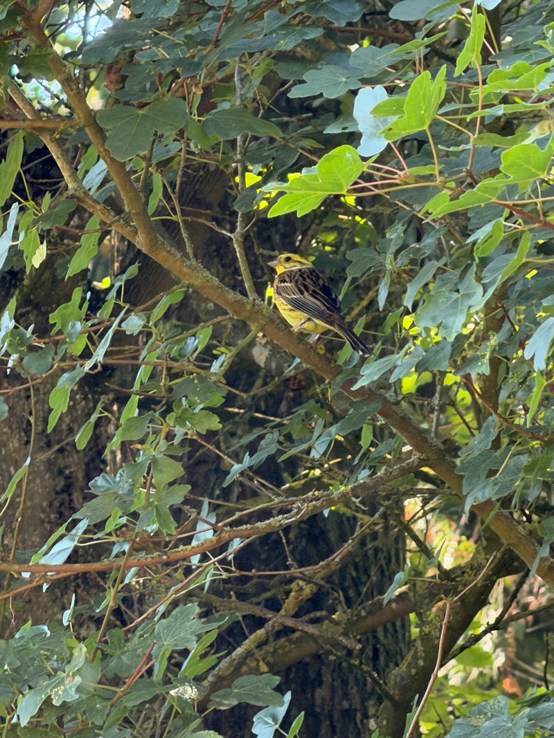 Bruant jaune — photo 1 sur 2