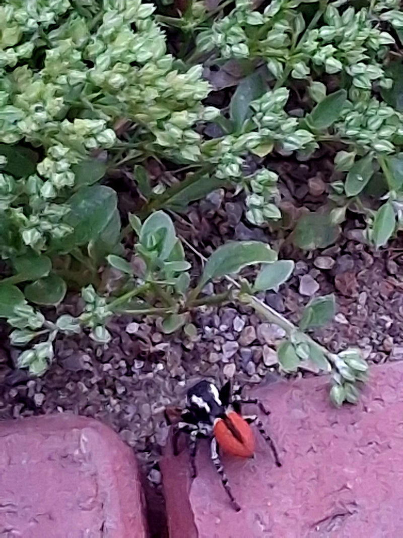 Araignée sauteuse dorée — Bild 1