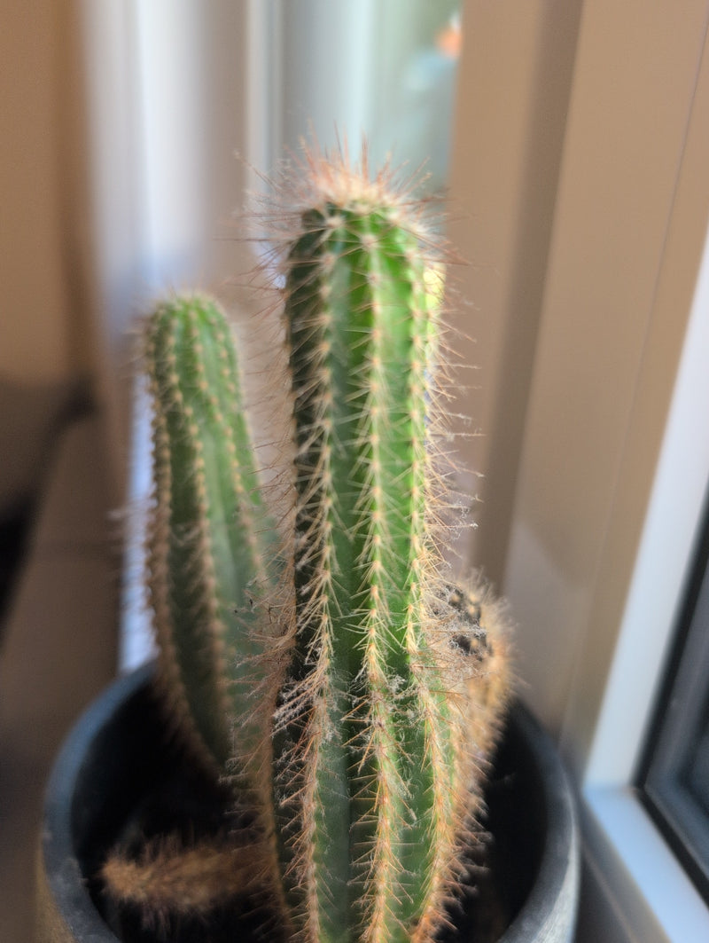 Cactus torche dorée — Bild 1