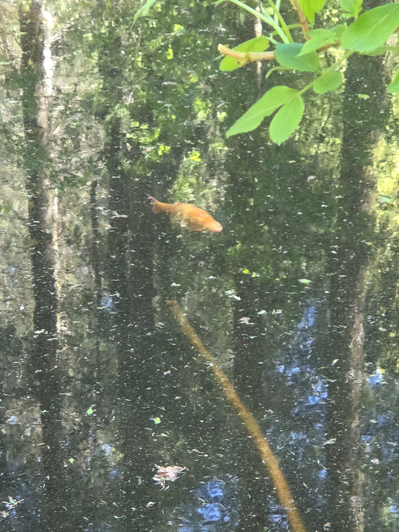 Poisson rouge — Bild 1