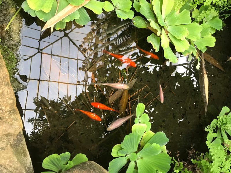 Plusieurs poissons rouges nagent dans un bassin de jardin clair entouré de plantes aquatiques vertes. Les poissons présentent leur coloris orange et clair ty...