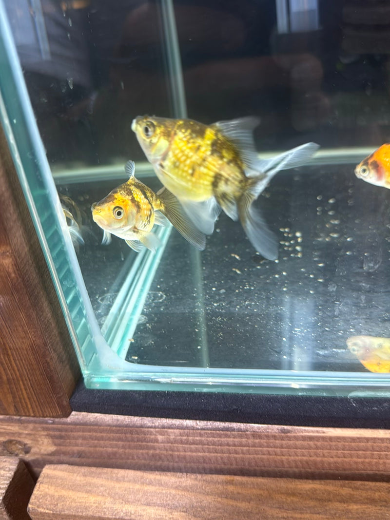 Plusieurs poissons rouges nagent dans un aquarium en verre. Les poissons présentent des couleurs dorée-noire et blanche-orange.
