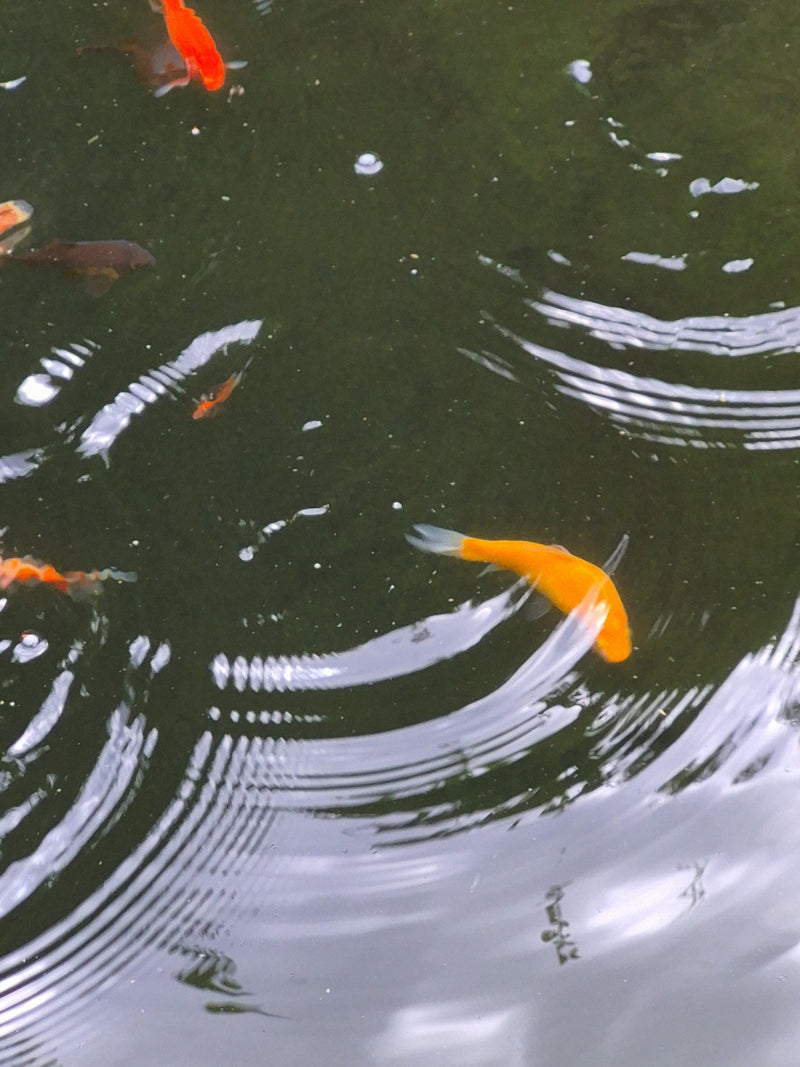 Plusieurs poissons rouges nagent dans l'eau sombre d'un étang. De légères ondulations sont visibles à la surface.