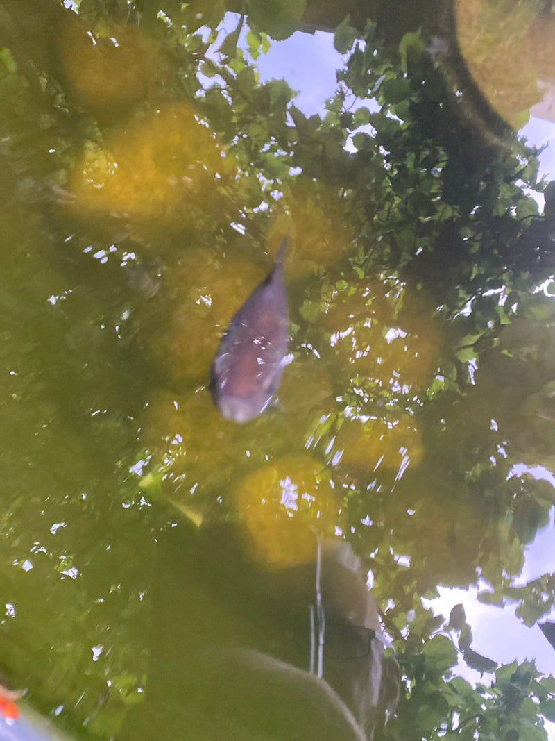 On aperçoit un poisson rouge nageant vu du dessus dans un étang de jardin trouble. Les arbres et le ciel se reflètent à la surface de l'eau.