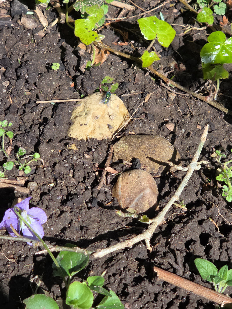 Une lucilie sericata au corps vert brillant caractéristique est assise sur une pierre claire. Le sol est constitué de terre sombre entourée de petites plante...