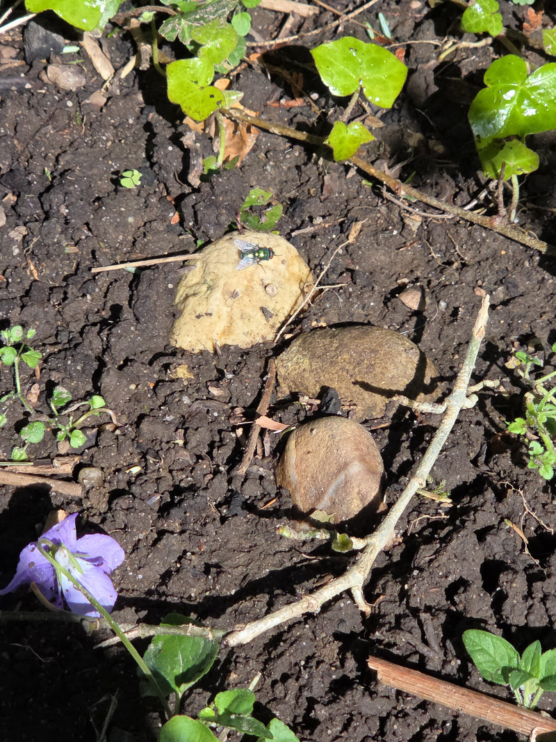 Une lucilie sericata est assise sur une petite pierre dans de la terre de jardin sombre. La pierre est entourée de terre et de quelques feuilles de plantes v...