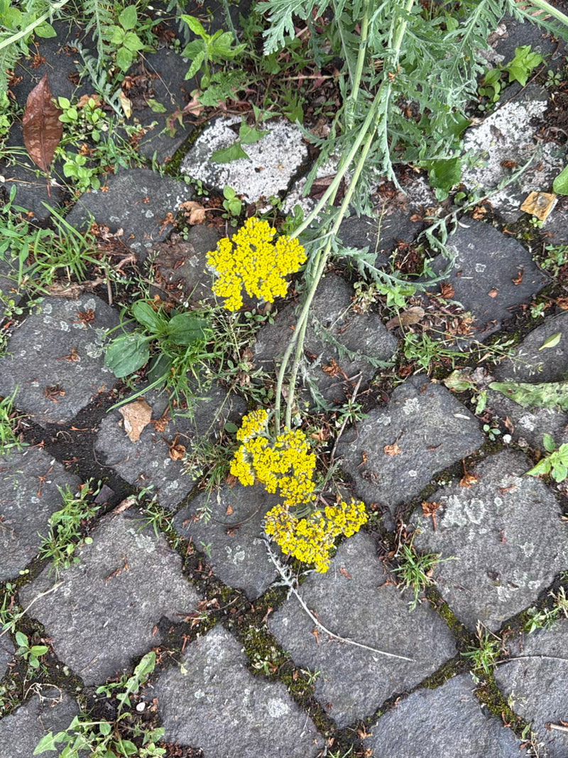 Gerbe d'or — Bild 2