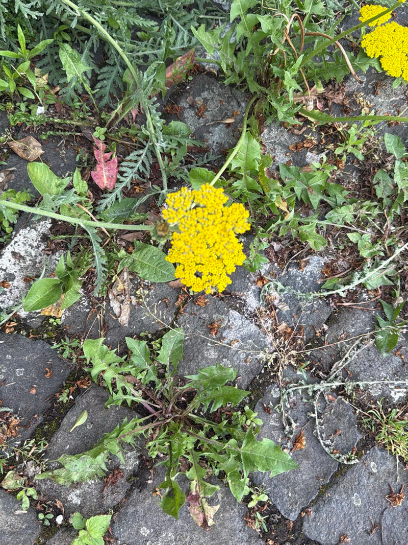 Gerbe d'or — Bild 1
