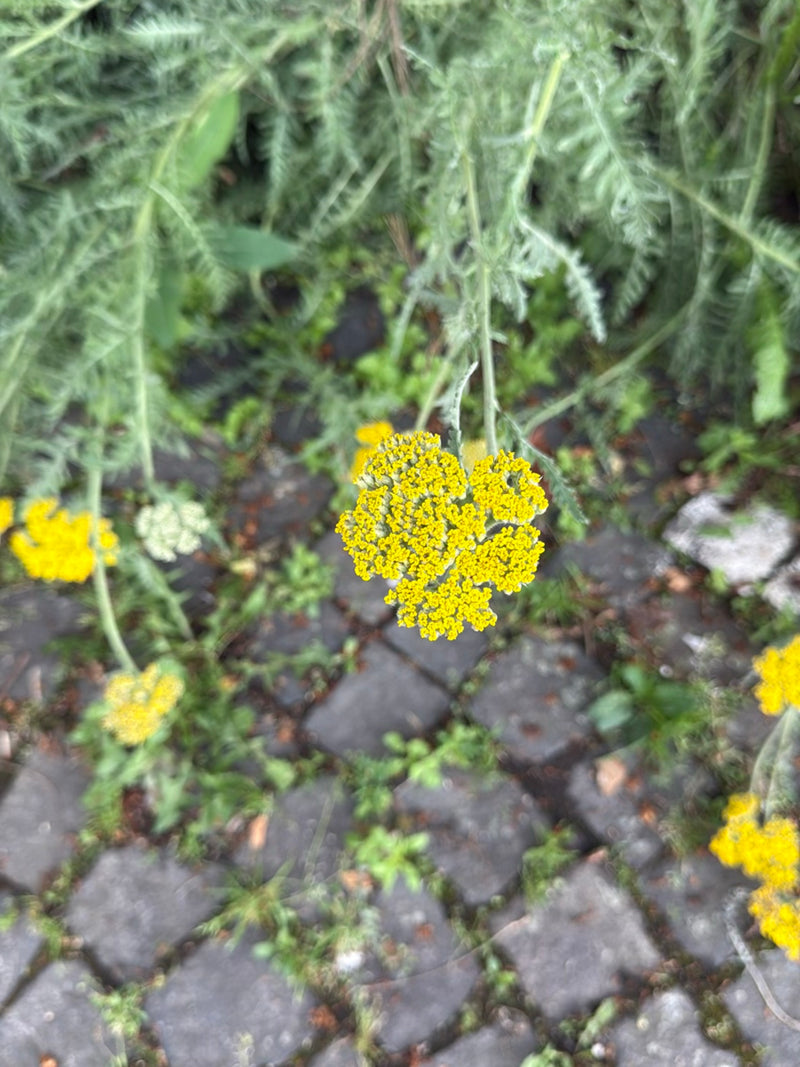 Gerbe d'or — Bild 3