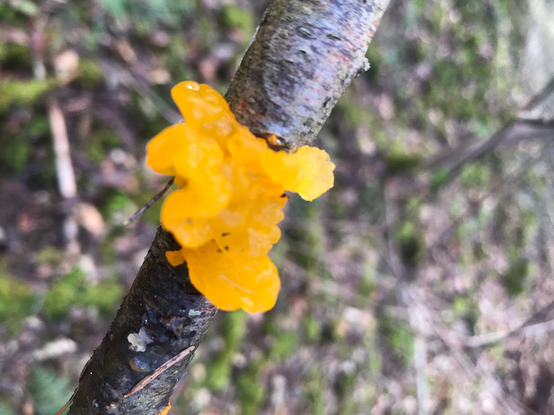 Goldgelber Zitterling — photo 1 sur 1