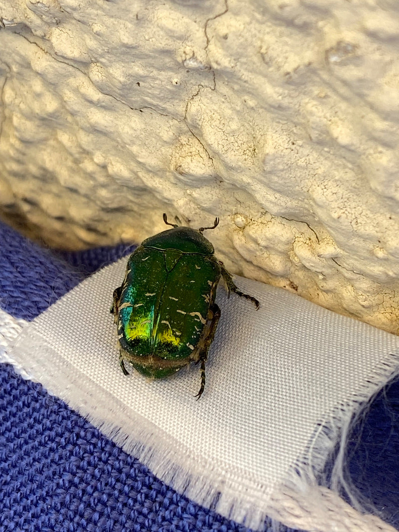 L'image montre une cétoine dorée au brillant vert métallique assise sur un morceau de tissu blanc devant un mur texturé.