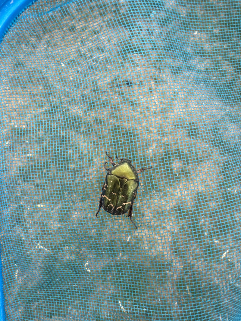 Un cétoine dorée au brillant vert métallique est posée sur un filet à insectes bleu. Les motifs blancs typiques sur les élytres sont bien visibles.