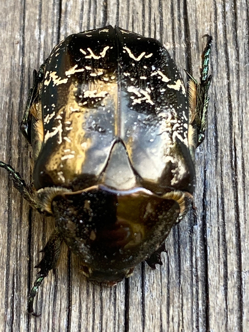 Une cétoine dorée repose immobile sur une surface en bois.