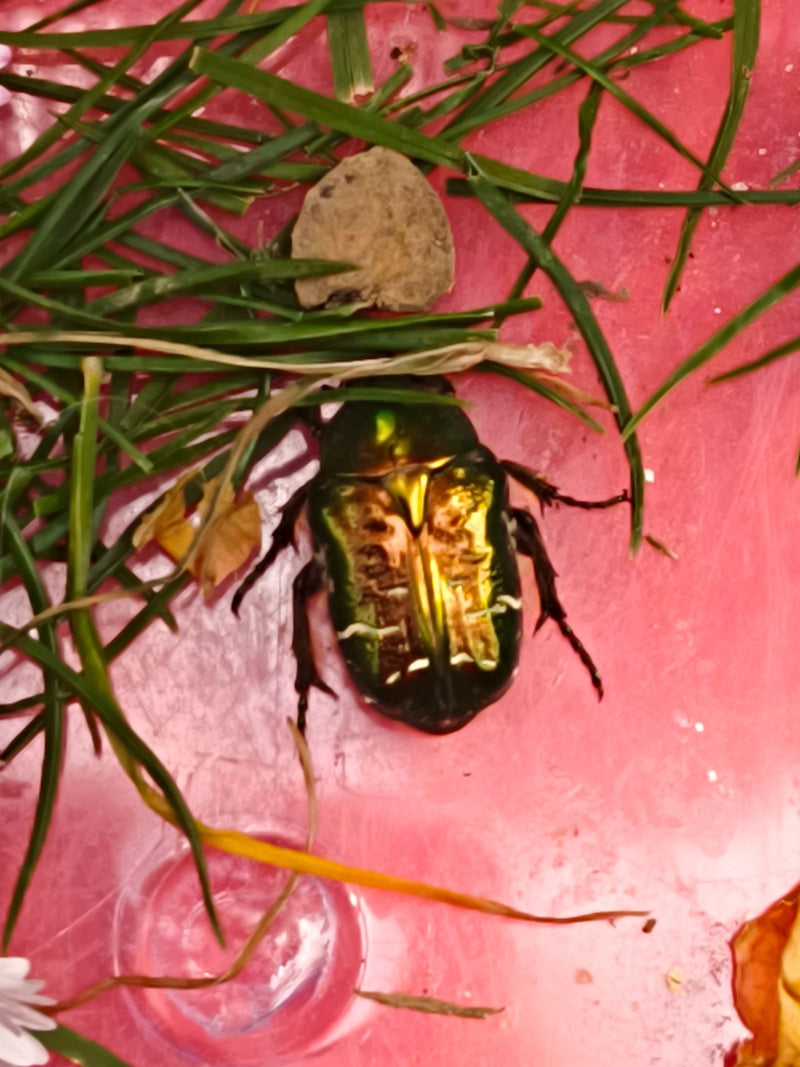 Un cétoine dorée au brillant vert métallique repose sur un fond rose entouré de quelques brins d'herbe. L'insecte est bien visible du dessus.