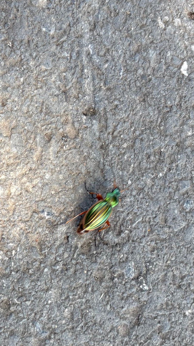 Coléoptère vert aux cheveux dorés — Bild 1