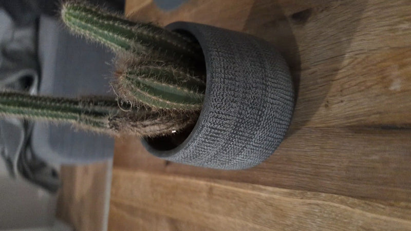 Cactus doré — Bild 1