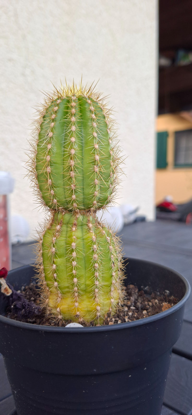 Cactus boule d'or (forme jeune) — Bild 2