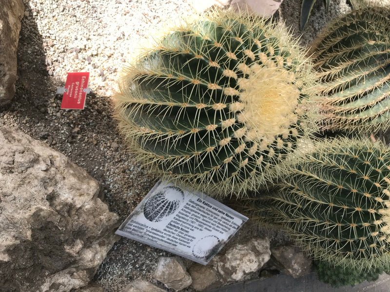 Cactus boule d'or (forme jeune) — photo 3 sur 7